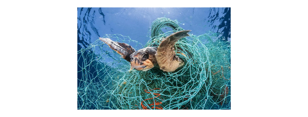 Sea turtles trapped in ghost nets
